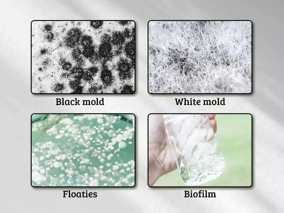 types-of-mold