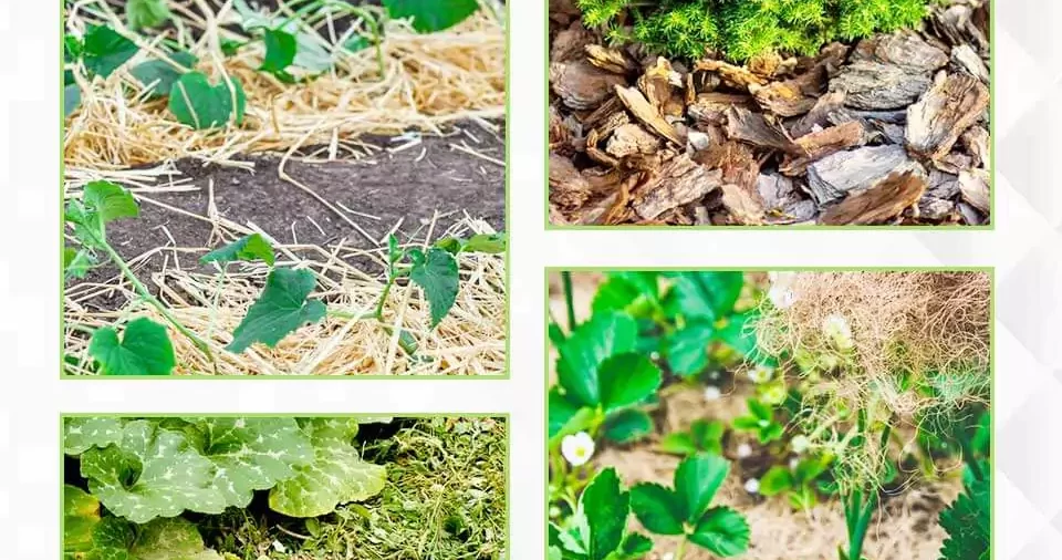 whats-the-best-eco-friendly-mulch