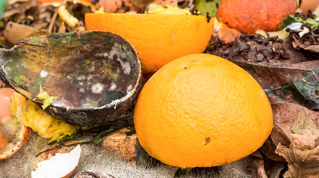 biodegradability-of-orange-peels