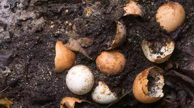 time-taken-for-egg-shells-to-decompose
