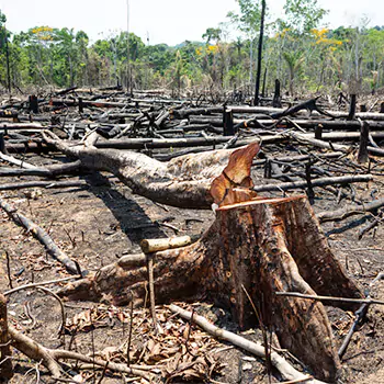 deforestation-from-industrial-tree-plantations